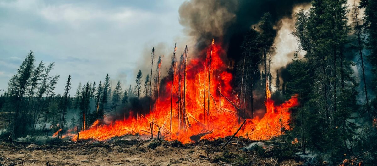 A wildfire burns pine trees in Quebec, Canada.
