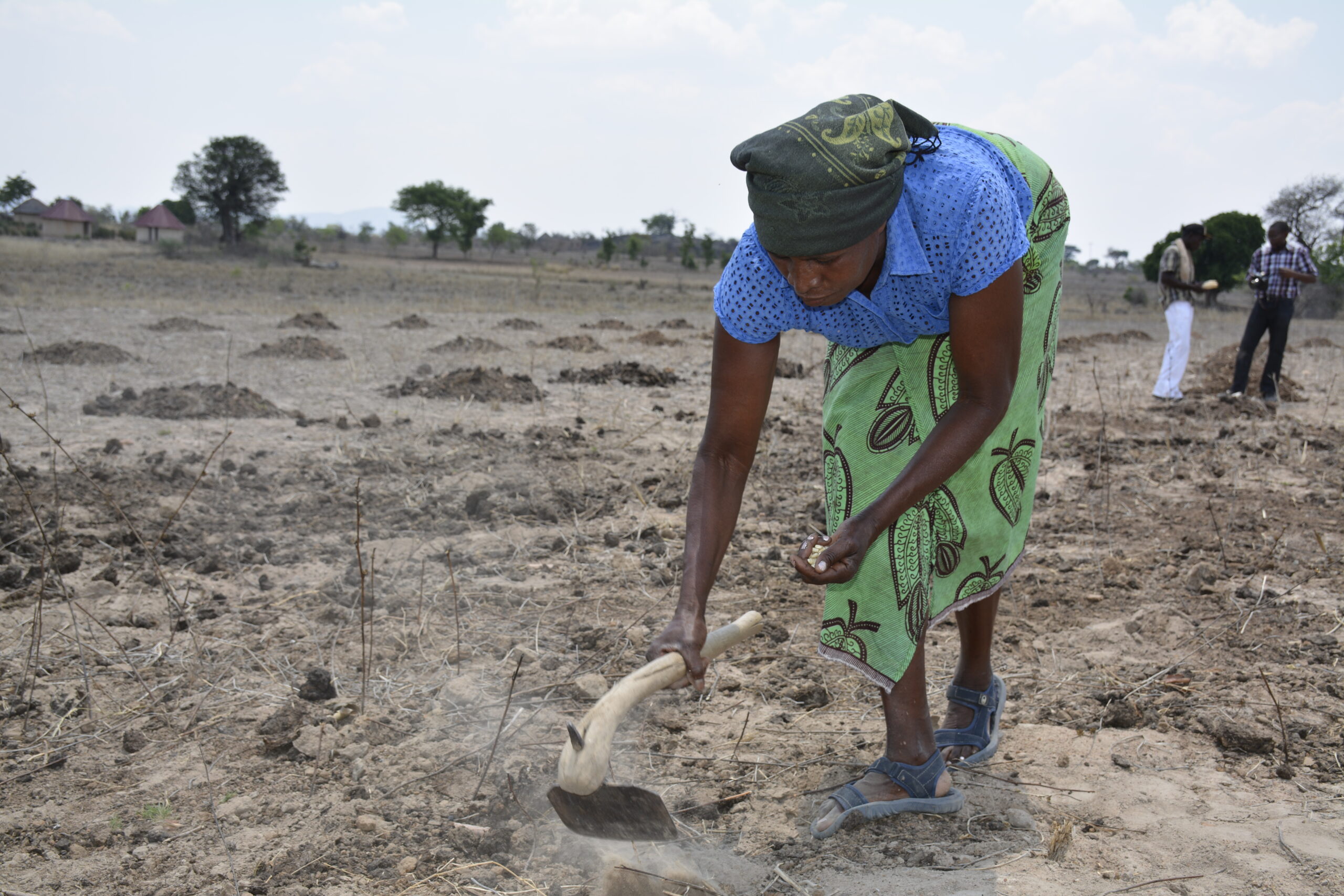 A maize farmer in Zimbabwe ploughs parched, brown earth
