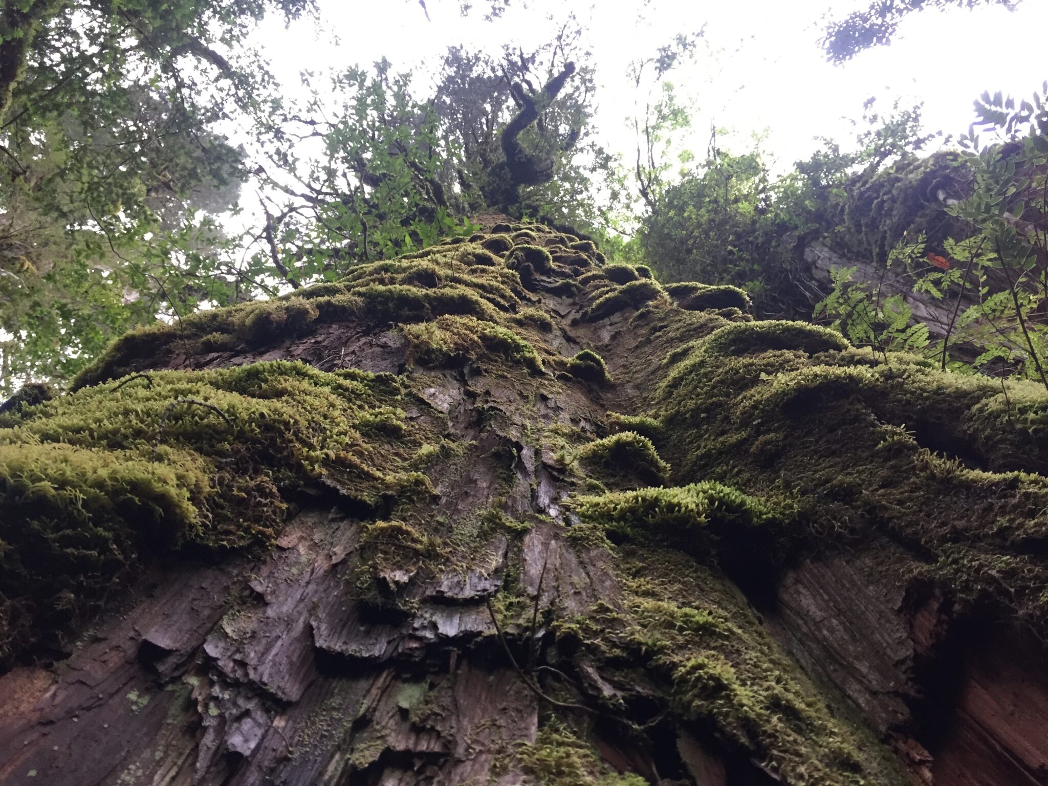 Climate change fuels the destruction of world’s oldest trees – World ...