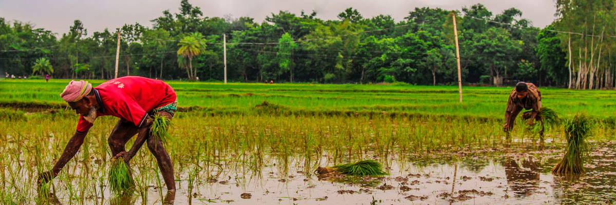 Farmers in Bangladesh, Photo by fardouse lomat jahan rumpa on Unsplash