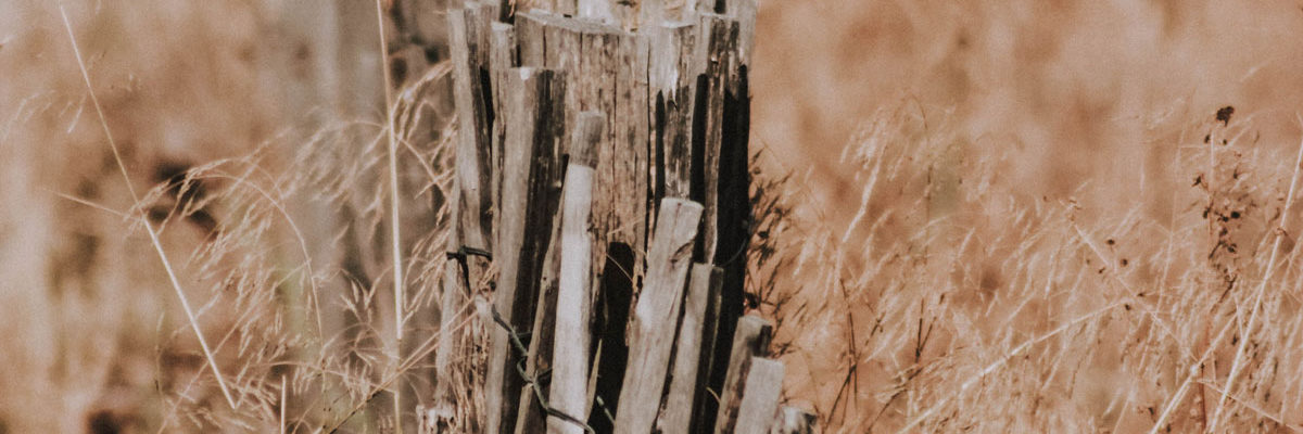 Dry grass, Photo by Mat Reding on Unsplash