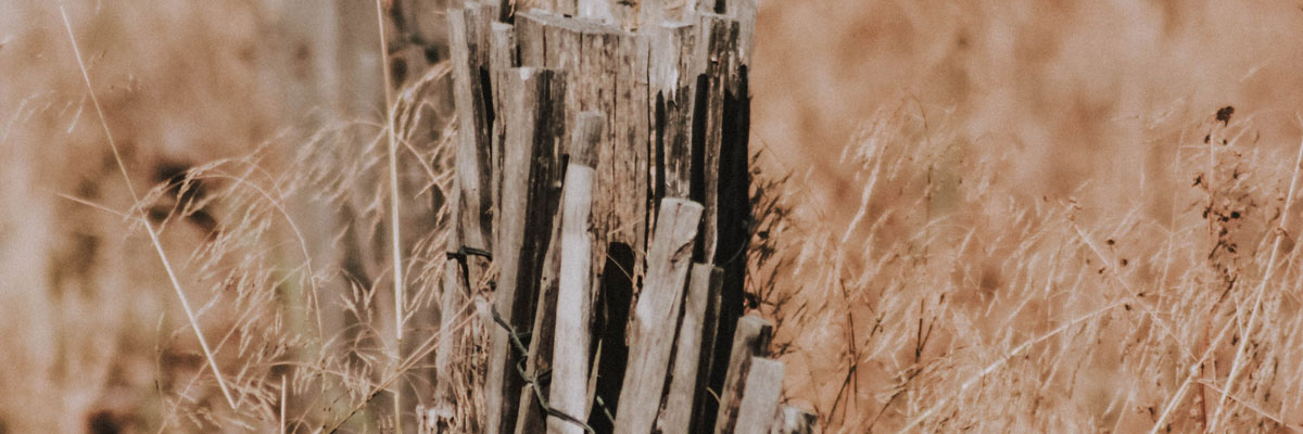 Dry grass, Photo by Mat Reding on Unsplash