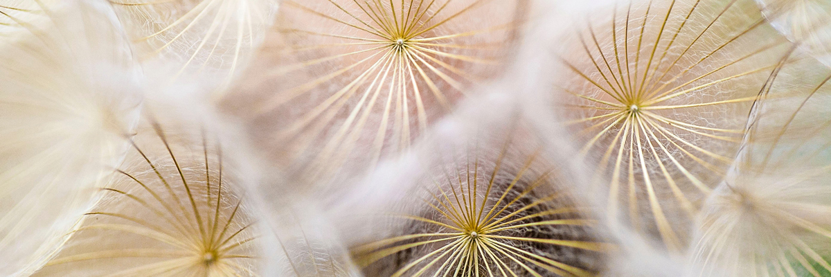 Seedheads. Photo by Paul Talbot on Unsplash